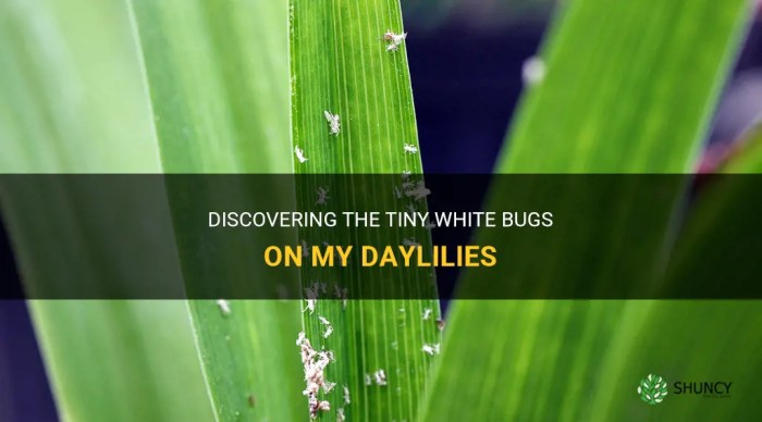 Tiny white bugs on daylilies