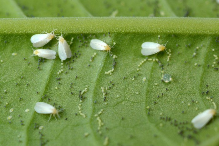 Tiny white bugs on daylilies