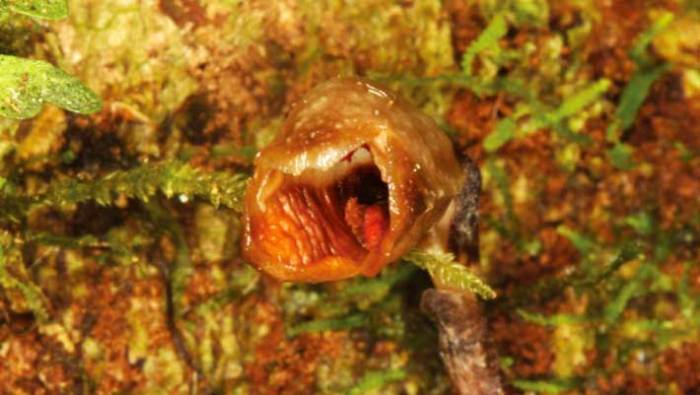 Fern botanist species discovers stephen mifsud right stories maltese