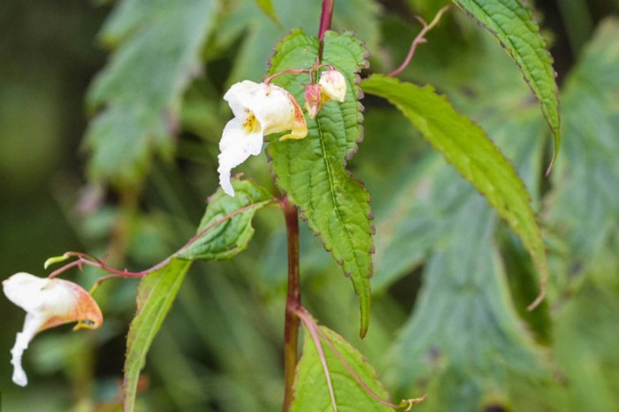 A botanist discovers a new species of plant