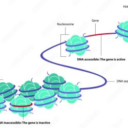 Which of the following statements is true about epigenetics