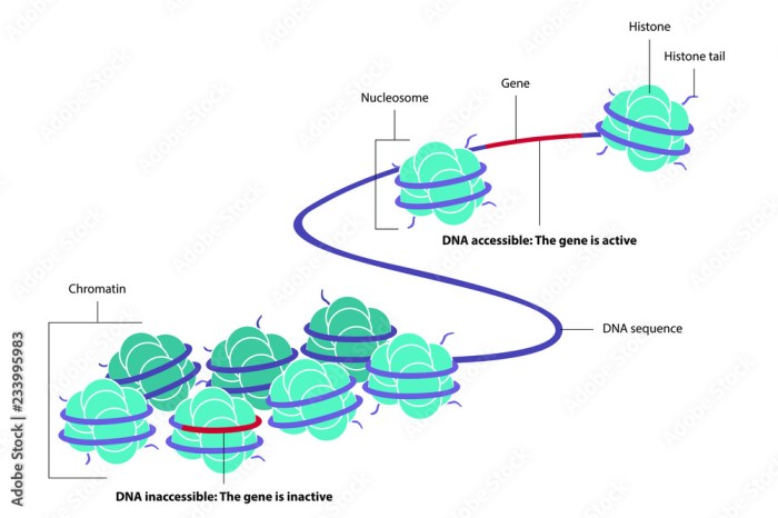 Which of the following statements is true about epigenetics