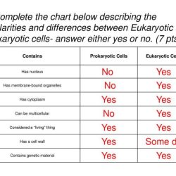 Prokaryotic and eukaryotic cells pogil answer key