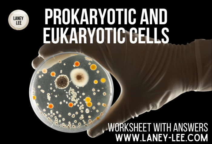 Prokaryotic and eukaryotic cells pogil answer key