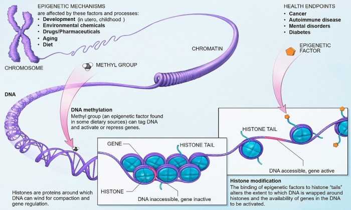 Which of the following statements is true about epigenetics