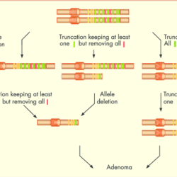 Cells division morphology krebszellen zellen difference cancerous cellule normale verywell sarcoma stem leukemia carcinoma unterschiede cancers