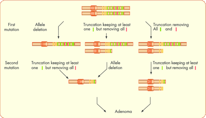 Cells division morphology krebszellen zellen difference cancerous cellule normale verywell sarcoma stem leukemia carcinoma unterschiede cancers