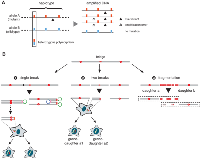 Cancer can result from a variety of different mutational events