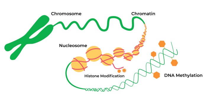 Which of the following statements is true about epigenetics