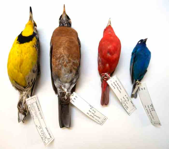 A population of 250 birds inhabit the canopy